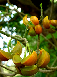The Tanna Bush is full of colours - and provides a great visat for Bush walking