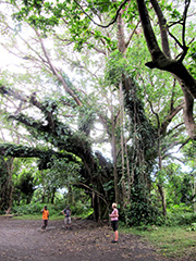 Banyan trees are massive trees which are extremely important to society on Tanna