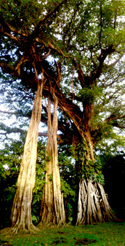 there are many types and shapes of banyan trees on Tanna Island