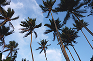 Tanna adventures - coconut palms along the coastal fringes