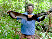Tanna Adventures Accommodation - Holding up a fruit Bat on a Bush walk with Tanna Adventures