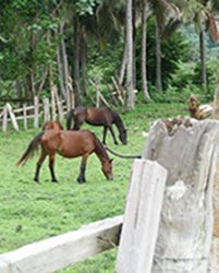 horse abound over Tanna and form an essential part of the way of life in Tanna