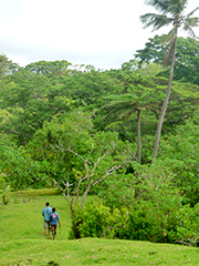 Walking through untouched bush with Tanna Adventures