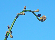 tree fern frond